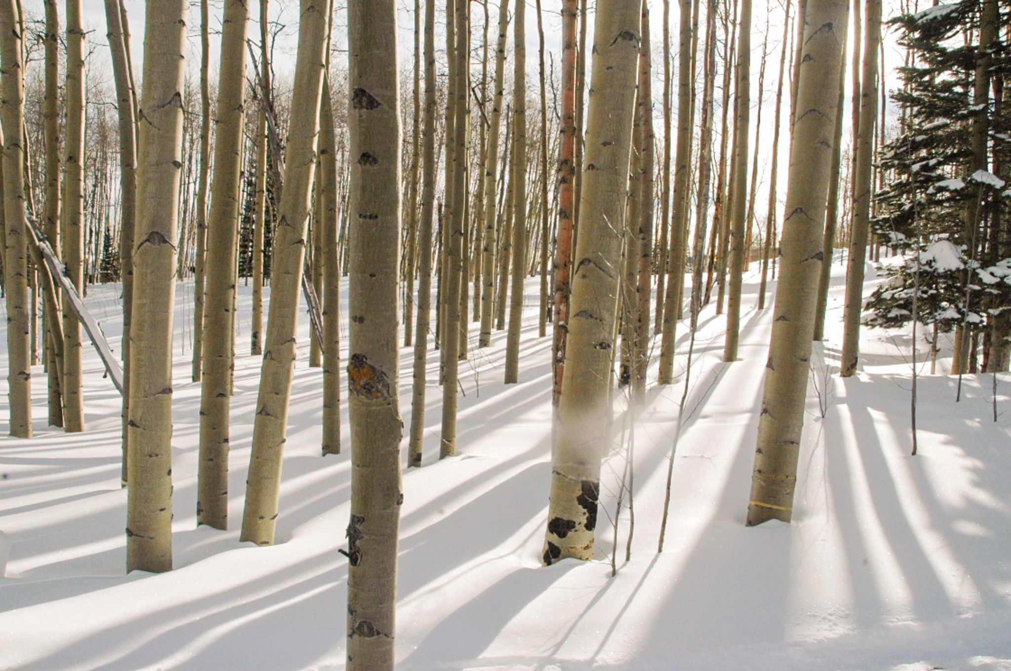 20060114 Vail2006 69